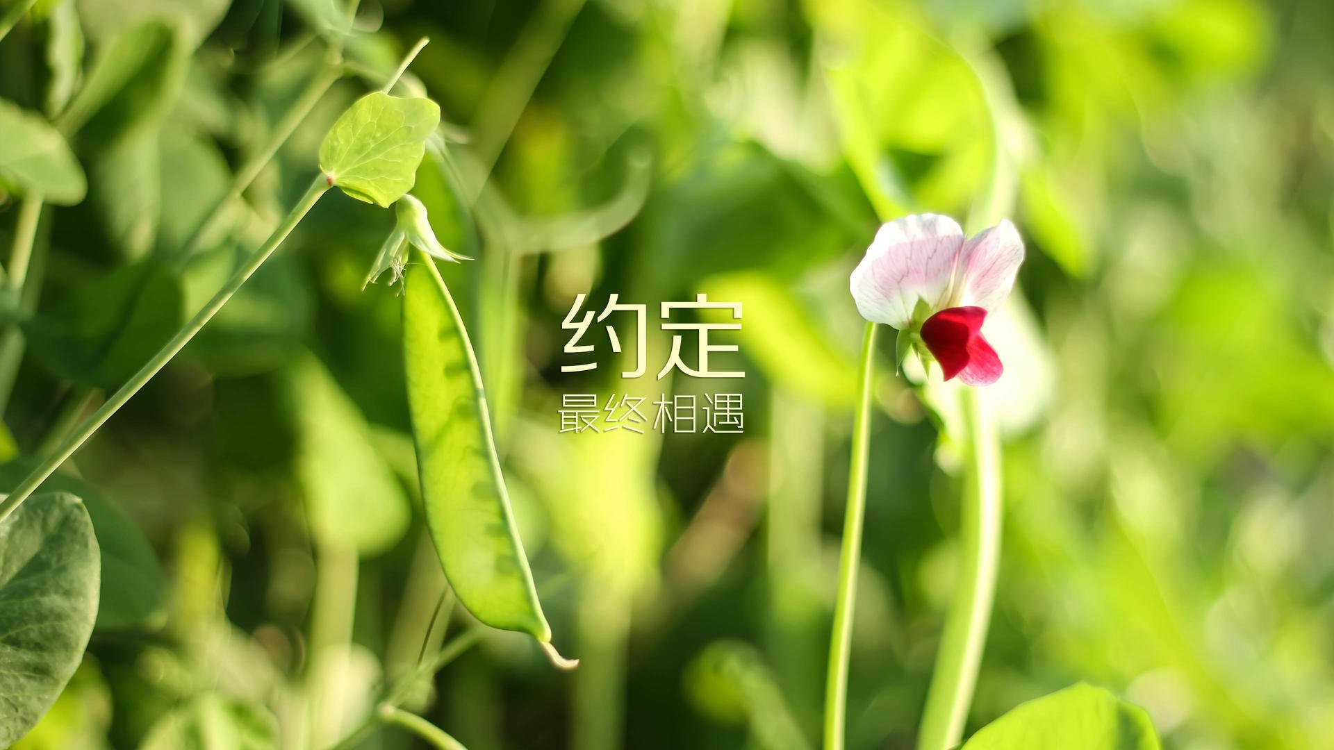 哈萨克斯坦女足队发挥实力，轻松获胜，哈萨克斯坦女足队发挥实力,轻松获胜