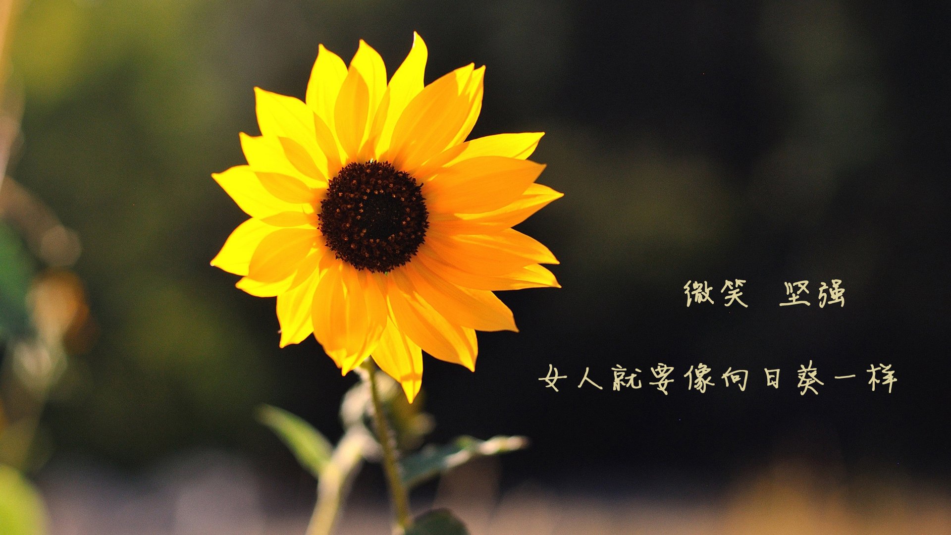 快船球队战术调整效果明显，快船球队球员名单