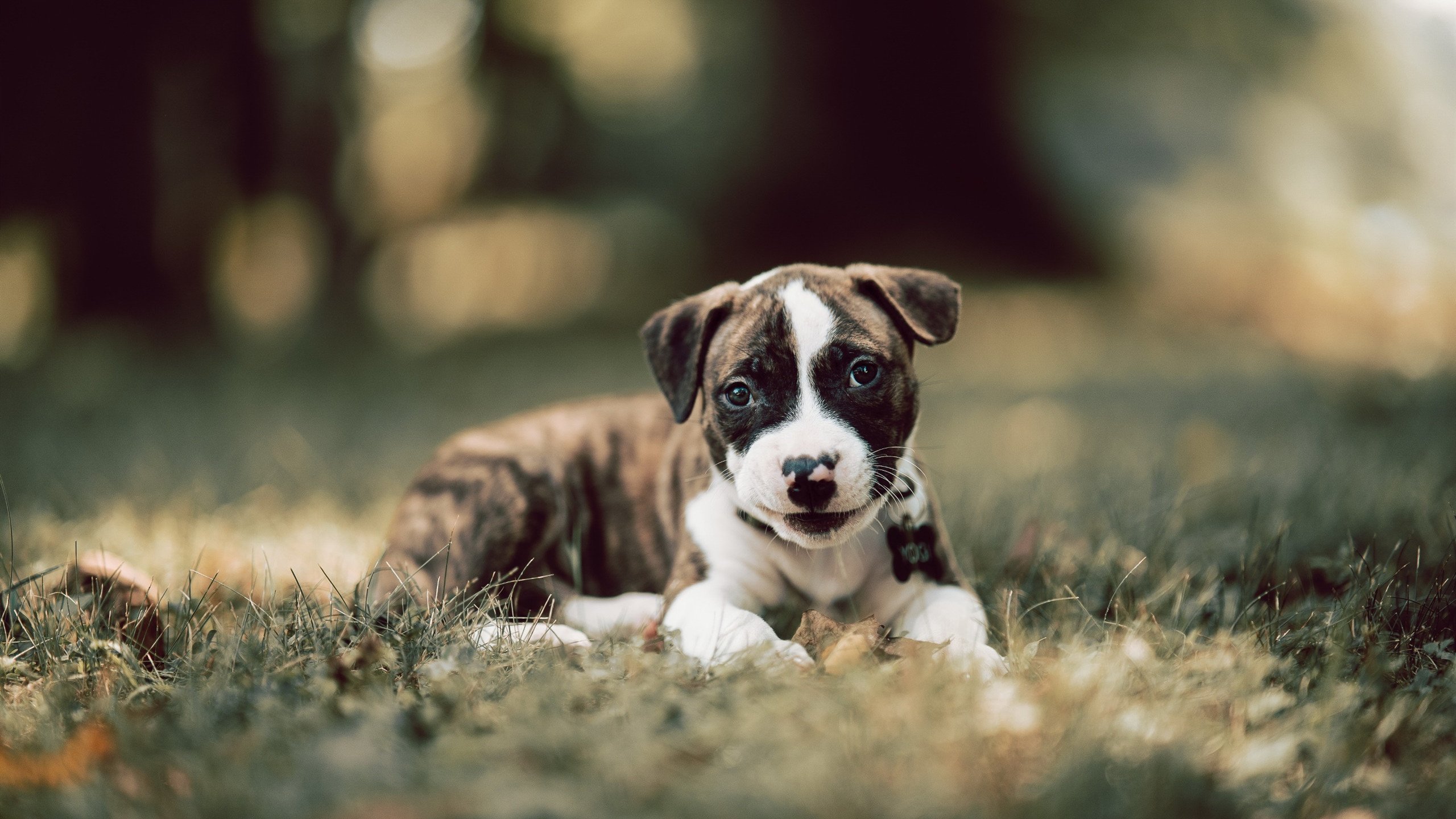 篮球运动员专项体能训练科学管理，篮球专项体能的五个方面