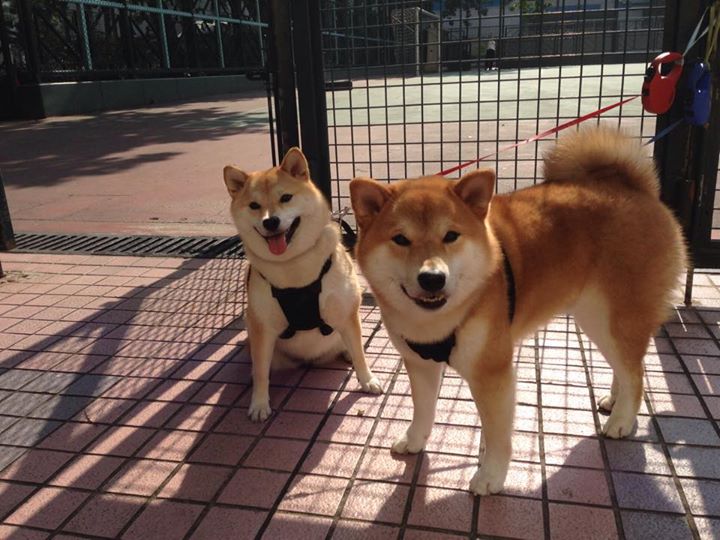 西甲补赛分析：逆转剧情逐渐展开，西甲比赛锦集