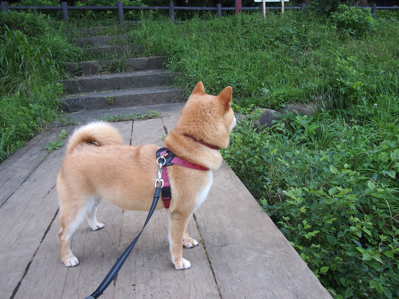 爱游戏中国官方登录入口网站-贾瓦迪表现稳健 带动突尼斯泳坛热度，ht贾瓦人