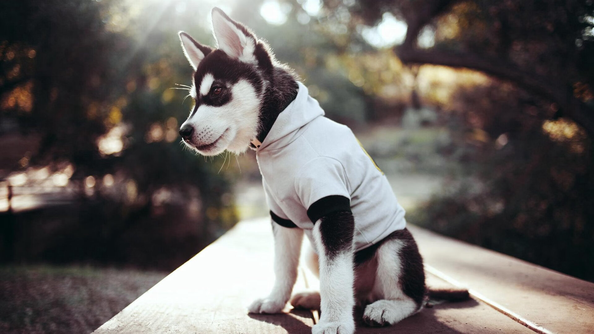 体育新闻中心协办体育文化传承与创新传播论坛，体育文化月新闻稿